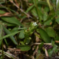 Hoppea fastigiata (Griseb.) C.B.Clarke